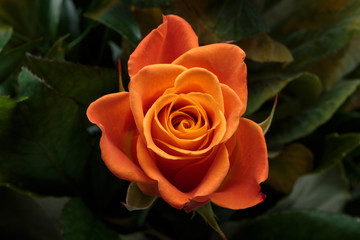 the orange rose