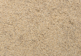 Paddy rice seed (unmilled rice) background