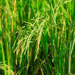 Rice field in Thailand