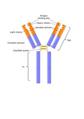 struttura di un anticorpo, immunoglobulina G (IgG)