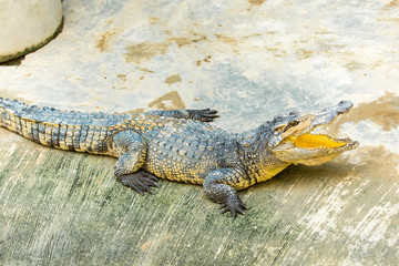 Fototapeta premium Dangerous crocodile open mouth in farm in Phuket, Thailand