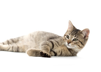 Cute tabby kitten