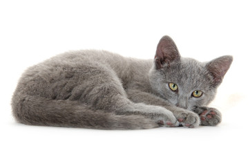 cute gray kitten on white