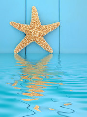 Fototapeta na wymiar Starfish Beauty