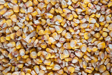 Corn seeds background