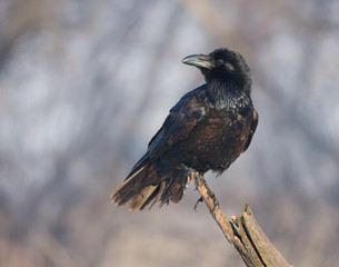 Common Raven