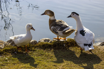 Ducks at the lake
