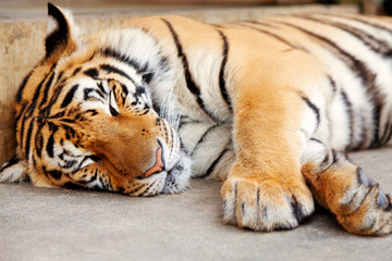 Tigre endormi, Chiang Mai, Thaïlande