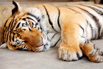 Papier Peint photo Tigre Tigre endormi, Chiang Mai, Thaïlande