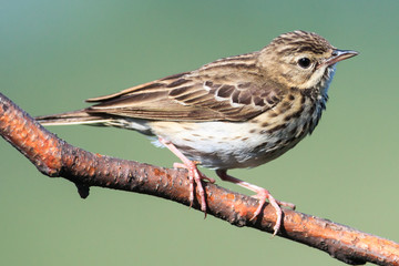 Tree Pipit (Anthus trivialis)