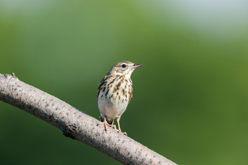 Tree Pipit (Anthus trivialis)