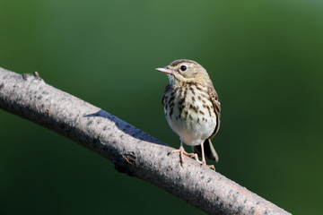Tree Pipit (Anthus trivialis)