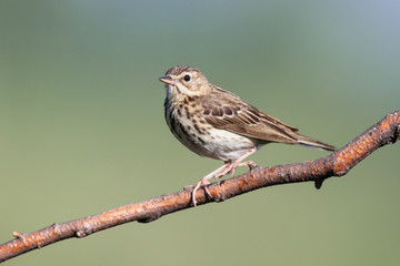Tree Pipit (Anthus trivialis)