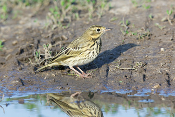 Tree Pipit (Anthus trivialis)