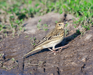Tree Pipit (Anthus trivialis)