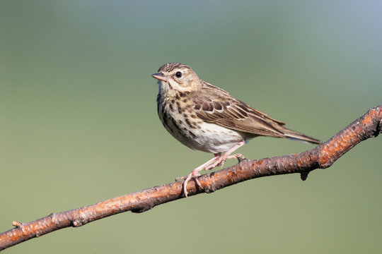 Tree Pipit (Anthus trivialis)