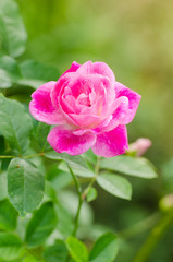 beautiful pink rose in a garden
