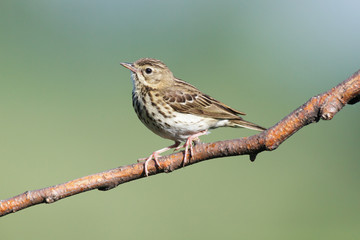 Tree Pipit (Anthus trivialis)