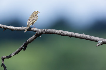 Tree Pipit (Anthus trivialis)
