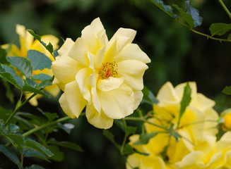 beautiful yellow rose in a garden
