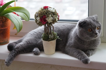 cat © irina_vk