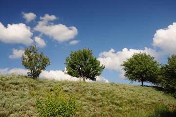 Green nature landscape