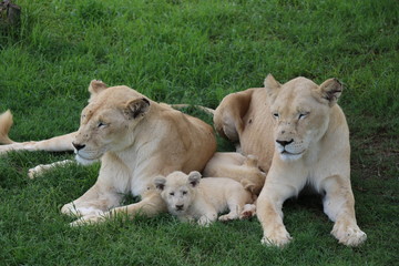 White lion