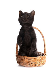 Fototapeta na wymiar Black kitten in a wattled basket.