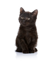 Small black cat.