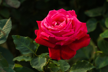 beautiful red rose in a garden