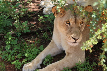 Lion in shade