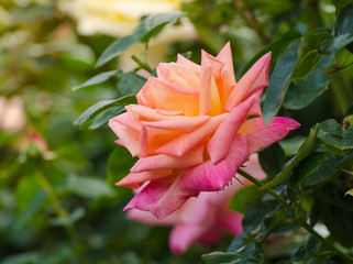 beautiful pink rose in a garden