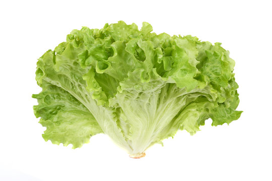 Fresh green lettuce isolated on white background