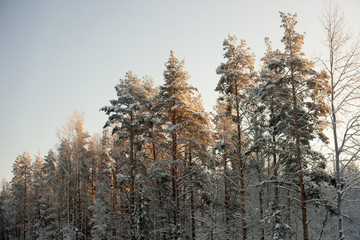 Winter forest