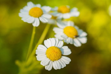 Fototapeta premium Нивяник обыкновенный (лат. Leucanthemum vulgare), или ромашка садовая