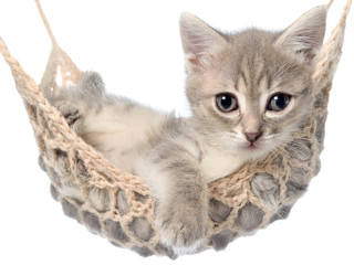 Fototapeta na wymiar Cute striated kitten sleeping in hammock