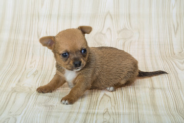 Chihuahua puppy
