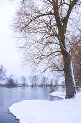 River and tree covered with snow