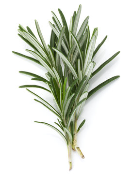 Rosemary Herb Spice Leaves Isolated On White Background Cutout