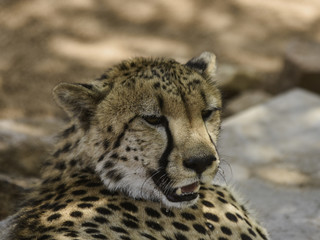 cheetah at Hoedspruit endangered species center