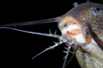Catfish barbels