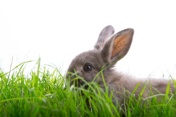 osterhase
