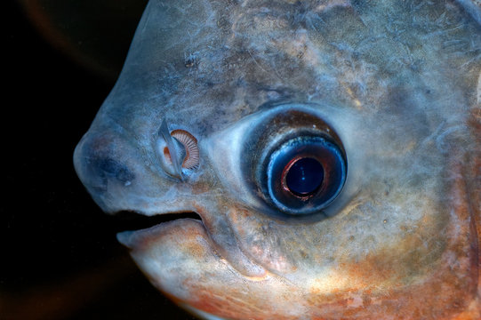 Colosoma fish portrait