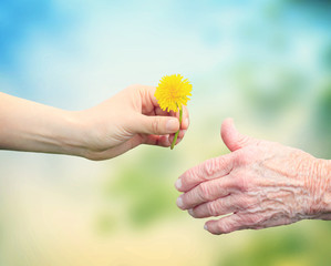 Young woman giving a dandelion to senior woman