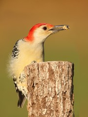 Woodpecker on a tree trunk