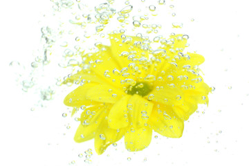 Fototapeta na wymiar Flower in sparkling water