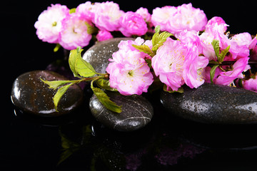 Naklejka na ściany i meble Beautiful fruit blossom isolated on black
