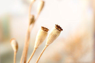 Dried wildflowers on light background