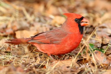 Male Cardinal On Leaves