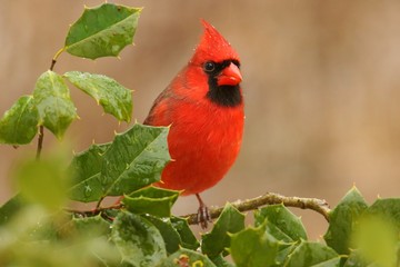 Cardinal In A Holly Bush